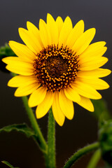 Fototapeta premium Close up of bright sunflower