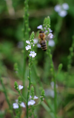 The medicinal plant Verbena officinalis grows in nature