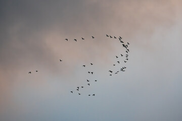 A flock of silhouetted migratory birds flying in formation across a beautiful, soft-colored sky during the autumn season.