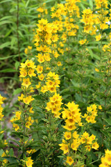 Obraz premium Yellow lysimachia flowers bloom in nature