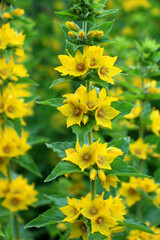 Yellow lysimachia flowers bloom in nature