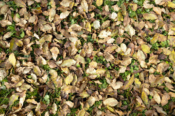 A ground covered with a mix of dry, brown, and yellow autumn leaves. Some green grass is visible among the fallen foliage, indicating the transition of seasons.