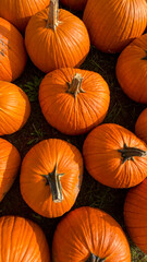 Group of Pumpkins in the Fall