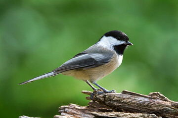 Black Capped Chickadee. © JackBulmer