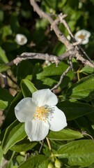 White jasmine flower on green leaves background