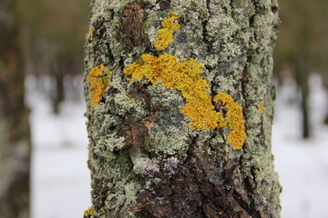 tree bark covered with different colors of moss
