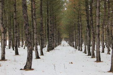 winter forest scene where tall, slender pine trees stand like silent sentinels in pristine snow