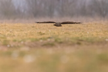 Bussard im Landeanflug