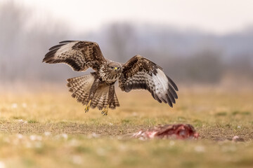 Bussard im Landeanflug
