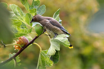 Waxwing on Fig Leaf 03