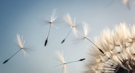 Dandelion Seeds Floating Bright Sky Sunlight Closeup Dandelion Clock Nature Freedom