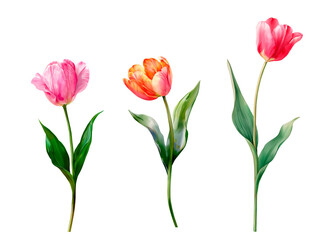 Watercolor tulip flowers set. Red and pink tulips with green leaves. Spring floral clipart isolated on white