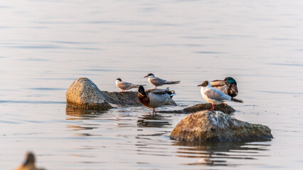 Black-headed gull, lat. Chroicocephalus ridibundus, sits on the river shore