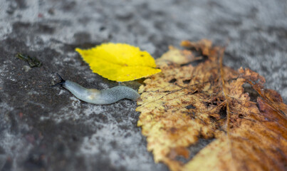 Great gray slug, leopard slug (Limax maximus), family Limacidae crawling on the ground, leaves. Leopard Slug or great grey slug, Limax maximus, crawling on granite stone in the garden on a rainy day.