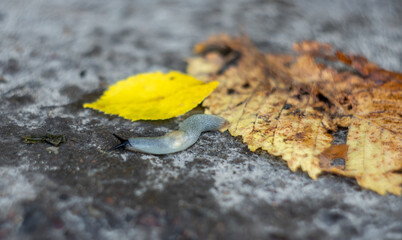 Great gray slug, leopard slug (Limax maximus), family Limacidae crawling on the ground, leaves....