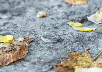 Great gray slug, leopard slug (Limax maximus), family Limacidae crawling on the ground, leaves. Leopard Slug or great grey slug, Limax maximus, crawling on granite stone in the garden on a rainy day.
