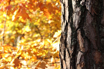 Fototapeta premium Tree trunk on a background of bright autumn forest. Pine trunk close-up. Autumn forest. Tree on a background of autumn oak leaves. Natural background. Bright colors in the forest in October