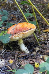 fly agaric mushroom