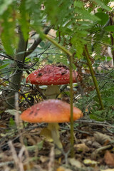 red mushroom in the forest