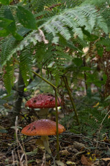 red mushroom in the forest