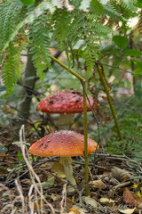 fly agaric mushroom