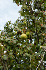 Fruits hanging from a pear tree in a sunny garden during early autumn