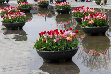 Colorful tulips flowers in the pond in front of the Rijksmuseum in Amsterdam. Netherlands