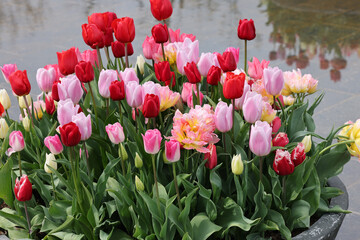 Colorful tulips flowers in the pond in front of the Rijksmuseum in Amsterdam. Netherlands