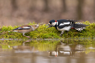 Buntspecht und Kernbeisser streiten sich am drinking pool