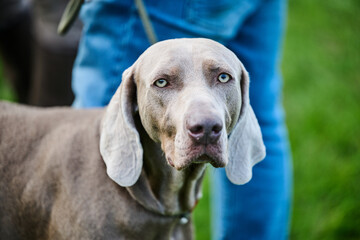portrait of a weimaraner dog