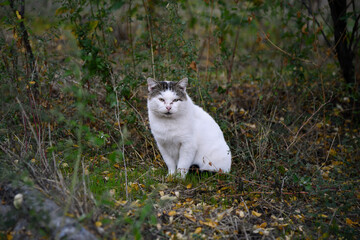 fluffy black and white cat sits gracefully on a weathered wooden bench surrounded by fallen leaves enjoying the warm autumn sunlight