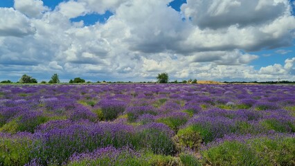 Large field of blooming purple lavender against backdrop of cumulus stern clouds