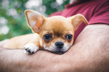 Small tan Chihuahua puppy resting in a person s arms, looking calm and secure, concept of love, care, companionship, pet adoption, and human-animal bond