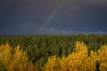 rainbow over the forest