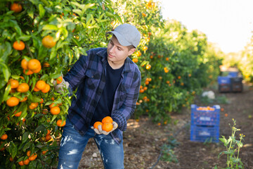 Hardworking farmer guy working in a fruit nursery plucks ripe tangerines from a tree