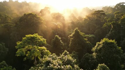 Sunlight beams scatter through dense jungle canopy, illuminating rich green foliage. Peaceful setting with misty atmosphere above trees. Concept of nature, eco-tourism, outdoor adventures - Powered by Adobe