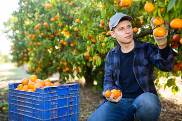 Hardworking farmer guy working ina fruit nursery plucks ripe tangerines, putting fruit in a crate