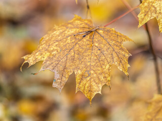 Maple branches with yellow leaves in autumn, in the light of sunset.