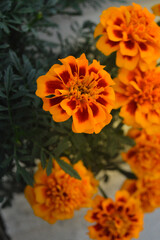 Orange Flower