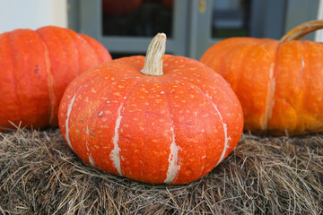 Happy Halloween: Big, ripe, orange pumpkin