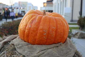 Happy Halloween: Big, ripe, orange pumpkin