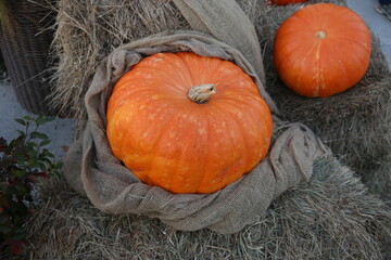 Happy Halloween: Big, ripe, orange pumpkin