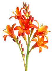 Vibrant orange crocosmia flowers isolated stunning botanical beauty for design and decoration isolated on transparent background