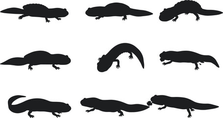 Salamander silhouette collection, amphibian vector artwork, reptile wildlife illustration, black lizard shapes, animal poses, herpetology study, zoology design, educational biology nature art