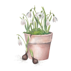 Snowdrops in a flower pot and two sprouted bulbs. Watercolor illustration hand drawn and isolated on a white background. Perfect for your design postcards, wedding invitations, tableware, textile etc