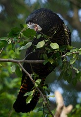 Red-tailed black cockatoo