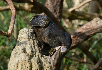 Obraz premium Red-tailed black cockatoo