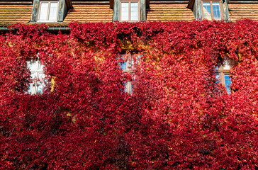 Residential building facade overgrown with wild grape	