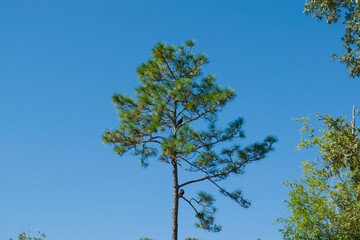 green tree against blue sky