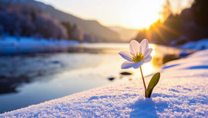 A Delicate White Flower Blooming through Snow by the Riverbank under a Golden Winter Sunset